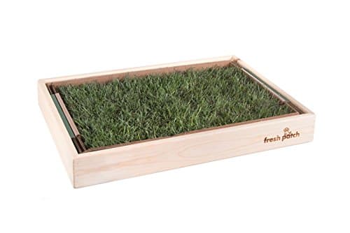 Fresh Patch Puppy Pack (Pine)