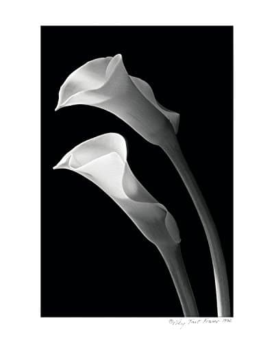 Two Lilies Poster
