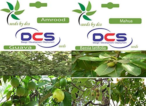 DCS Amrood and Mahua Seeds (White)