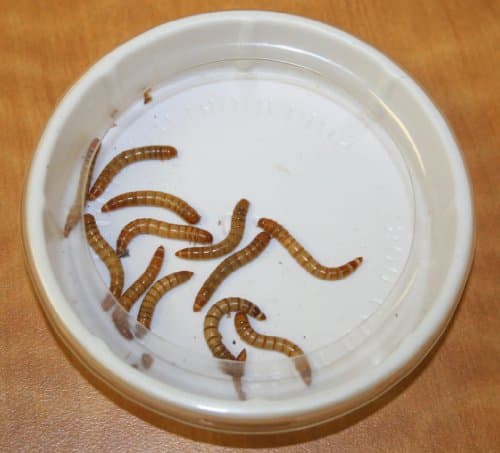 Magnaturals 6X Small Worm Feeder Replacement Cups