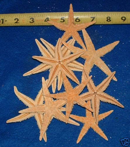 12+ Real Dried Flat tan Starfish Craft Shells Wedding Seashell #LK-1613
