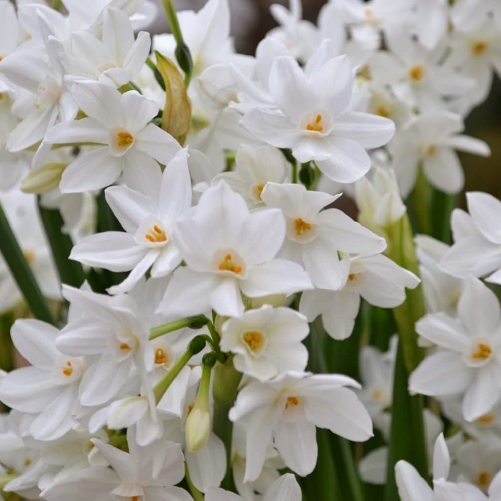 Paperwhites ~ FRAGRANT ~ 3 bulbs ~ 22+cm (largest commercially available)