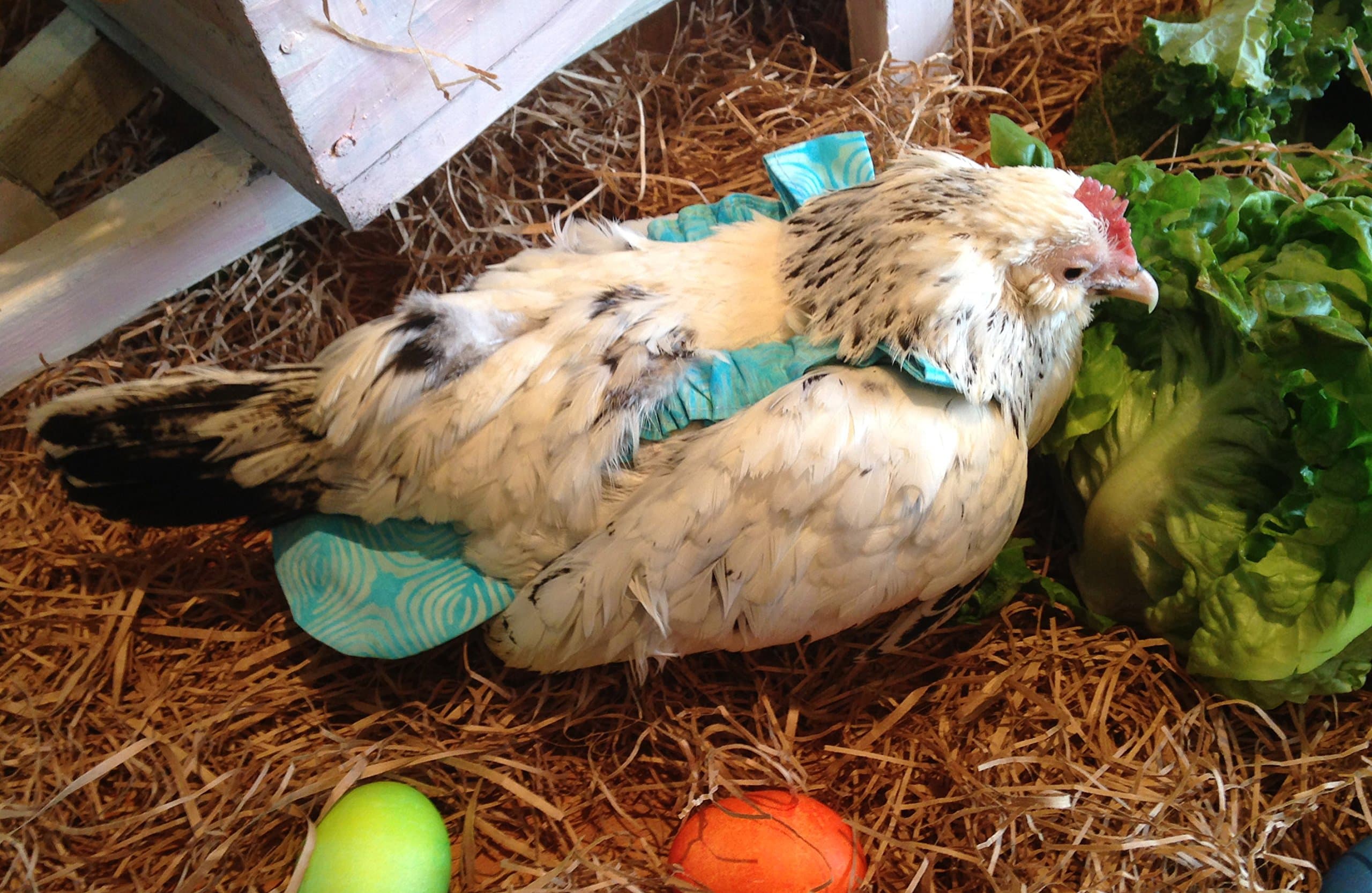 Chicken Diaper (Medium, Teal)