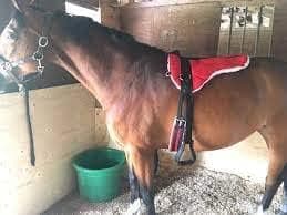 Horse Combo Riding Saddle with Stirrup Grith
