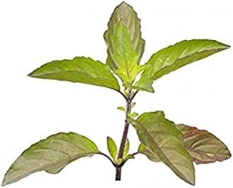 Fresh Tulsi Leaves, 50g