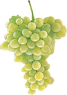 Seeds 5 White Grape Seeds Fresh Table Grapes