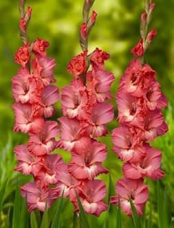 Gladiolus Flower Bulbs All session Imported Vearty for Home and Gardening Pack of 5 bulbs (MATE RED)