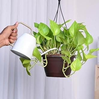UGAOO Hanging Golden Money Plants with Pot for Balcony
