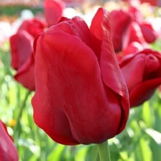 Escape Triumph Tulip Bulbs – Pre-Chilled Since Fall for Faster Blooms | Vibrant Red Flowers, Long-Lasting & Easy to Grow | Premium Perennials for Spring Gardens & Indoor Forcing (12 Pack)