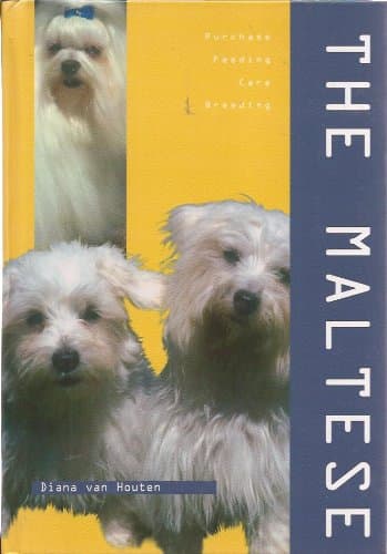Maltese