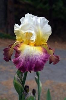 SVG® Dutch Iris Flower Bulbs for Your Home and Gardening Pack of 2 Bulbs (WHITE WITH VIOLET)