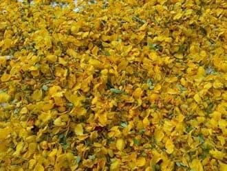 SPS MARKETING Avarampoo (Senna Auriculata / Tanner's Cassia) Avartaki/Senna Flower/Avarm Senna/Tamgedu for Tea, Skin Care and More/Tarwar(200g)