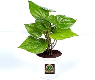 Gorgeous Glory GardenLive Pan Betel Leaf/Banarasi Maghai Paan/Meetha Paan (Sweet Paan) Healthy Live Indoor & Outdoor Plant Medicinal Herb for Home Garden and Terrace with Black Pot