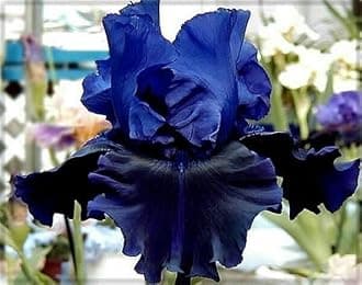 SVG® Dutch Iris Flower Bulbs for Your Home and Gardening Pack of 2 Bulbs (DARK BLUE)