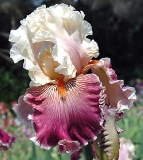 SVG® Dutch Iris Flower Bulbs for Your Home and Gardening Pack of 2 Bulbs (SOFT WHITE WITH PINK)