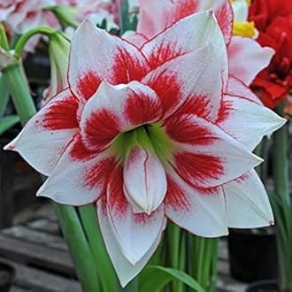 Seeds DL Amaryllis Lily Imported Big Size Bulbs Multi-Pack (4 Bulbs)