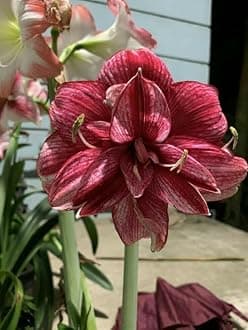 � Imported Amaryllis Lily Brown Color Flower Bulbs For Gardening (Pack Of 5 Bulbs)