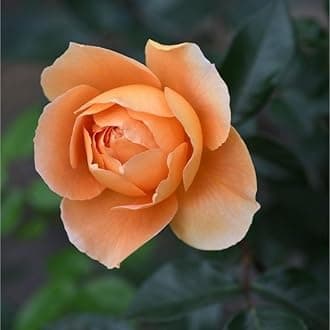 Gebdinsh Garden® Imported Rose Peach Color Flower Seeds For Gardening | Pack Of 50 to 60 Seeds