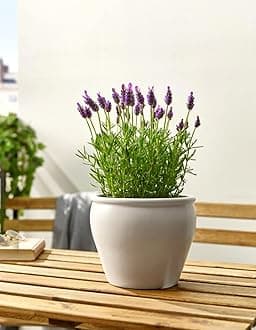 lavender plant live with pot indoor, Live Wonderful All Season Purple Lavender Flower Tree Pack of 2 With pot Healthy Live Plant For Home Garden