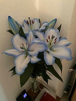 SVG® Double Oriental Lily Flower Bulbs for Home and Gardening, pack of 5 Bulbs (WHITE WITH BLUE)