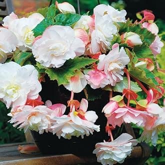 Angelique Begonia Flower Bulbs - 3 Tuber per Pack - Fragrant - Deer Resistant - Grows Well in Containers - Easy to Grow Live Plants - Outdoor Garden - Full to Part Shade