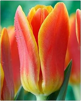 Garden (Tulip for Planting) Indoor or Outdoor Surprise to Grow Pots to Grow Tulip for Fall Planting Simple to Grow Fall or Spring-20 Bulb-Y