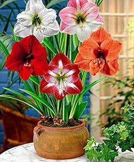 Amaryllis Lily Flower Bulbs (Pack of 20 Bulbs)