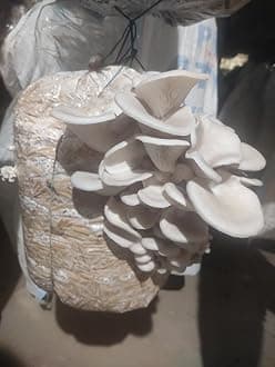 Greenwise Oyster Mushroom Spawn - (Pack of 2 KG + PP bags), First Generation High Yield White Mycelium Spores, Edible Variety, Healthy Grain Based Seed for Mushroom Growing and Farming