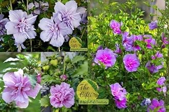 - Double Plated Blue Hibiscus Flower Plant"Grafted hybrid - 1 Healthy Live Super Yielding Early Flower Plant' 1-1.5 Ft Height in Nursery Grow Bag