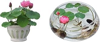 GardenSeeds- Mini Lotus Seeds Water Seed Lotus Flower Seeds Hardy Perennial Aquatic Plants Lotus Seed Pond Seed Indoor Plants