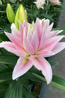 SVG® Double Oriental Lily Flower Bulbs for Home and Gardening, pack of 5 Bulbs (LITE PINK)