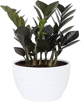 Garden Art live indoor plant (Zamia Black)