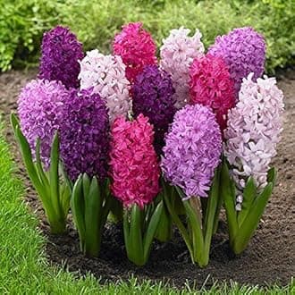 IMP. Hyacinth Flower Bulbs + Dutch Iris Flower Bulbs Combo Aromatic Flower Bulbs Pack Home Outdoor Gardening Flowers Blooming (1 Set of 6 Hyacinth + 6 Dutch Iris)