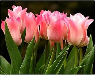Garden (Tulip for Planting) Indoor or Outdoor Surprise to Grow Pots to Grow Tulip for Fall Planting Simple to Grow Fall or Spring-5 Bulb-X