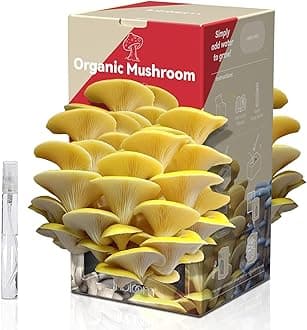 inbloom Organic Golden Oyster Mushroom Growing Kit with Spray, Harvest Fresh Mushrooms at Home, Beginner Friendly & Easy to Use, Unique Gardening Gift for Holiday, in New Jersey, USA