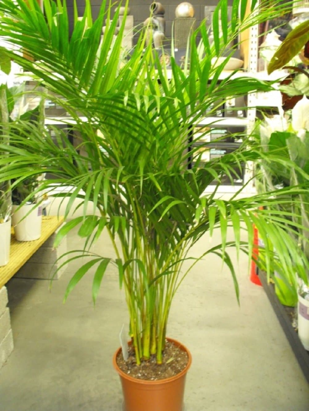 Areca Palm Plant Seeds (5 pcs)
