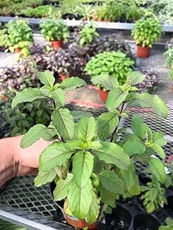 Tulsi Krishna Holy Basil Plants Live - Rare Live Basil Plant - Ocimum Sanctum - Purple Tulsi - Non GMO - Garden Indoor & Outdoor (1)