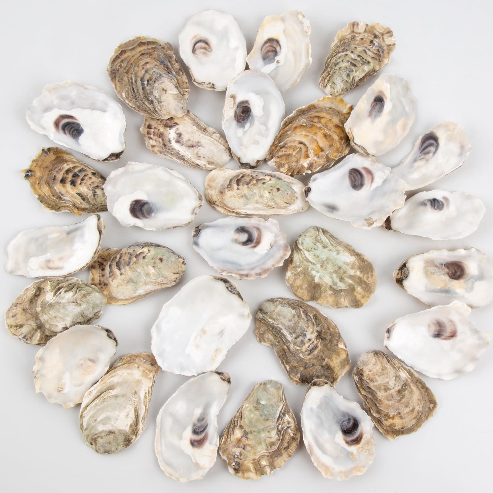 30PCS Oyster Shells 2"-2.5" Small Flat Oyster Shells for Crafts, for Home Vase Filler, Xmas Ornaments, DIY Arts and Crafts Sea Shells