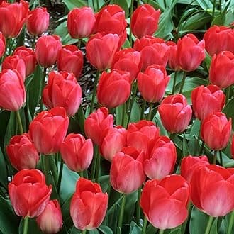 Tulip Darwin Hybrid Red Van Eijk Bulbs - Premium Darwin Hybrid Tulips for Stunning Spring Gardens | Hardy, Perennial, and Easy to Grow (12 Pack)