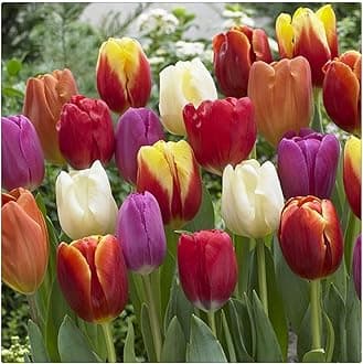Garden (Tulip for Planting) Indoor or Outdoor Surprise to Grow Pots to Grow Tulip for Fall Planting Simple to Grow Fall or Spring-20 Bulb-Z