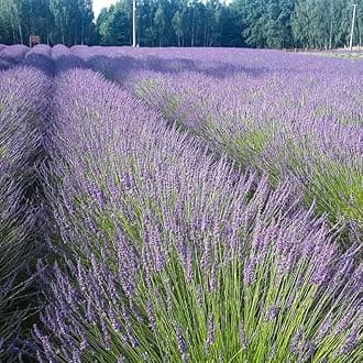 Lavandula x Intermedia Phenomenal (English Lavender) #1 Size Root for Planting – Hardy Perennial with Fragrant Flowers | Long Lasting Summer Blooms for Gardens (1 Pack)