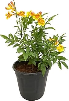 Garden Art Flowering Outdoor Live Plant For Home and Garden Decor | Pack of 1 Healthy Live Plant With Grower's Pot/Bag (Tecoma BIcolor)