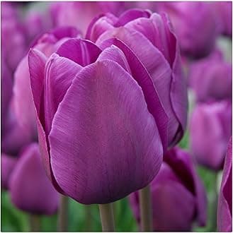 Garden (Tulip for Planting) Indoor or Outdoor Surprise to Grow Pots to Grow Tulip for Fall Planting Simple to Grow Fall or Spring-10 Bulb-U