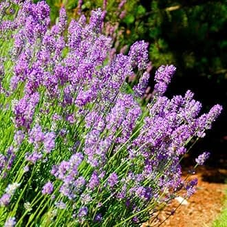 2 Lavender Plants, Live Lavender Flower Plant 2 to 4 Inch, Fragrant Shrub Indoor Outdoor Planting (Phenomenal Lavender)