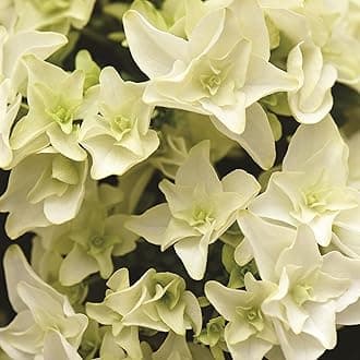 Hydrangea Double Dutch Gouda Beautiful Double Creamy White Flowers Hardy Shrub Ideal for Patio Pots and Borders, 2 x Flower Plants in 14cm Nursery Pots by seeds