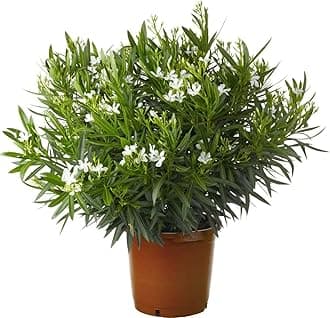Garden Art Flowering Outdoor Live Plant For Home and Garden Decor | Pack of 1 Healthy Live Plant With Grower's Pot/Bag (Nerium Dwarf White)