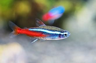 10 Neon Tetra (Paracheirodon innesi) Freshwater Aquarium Fish Live (Approx. Size 1.5 cm) (1-2cm, 10, Count)