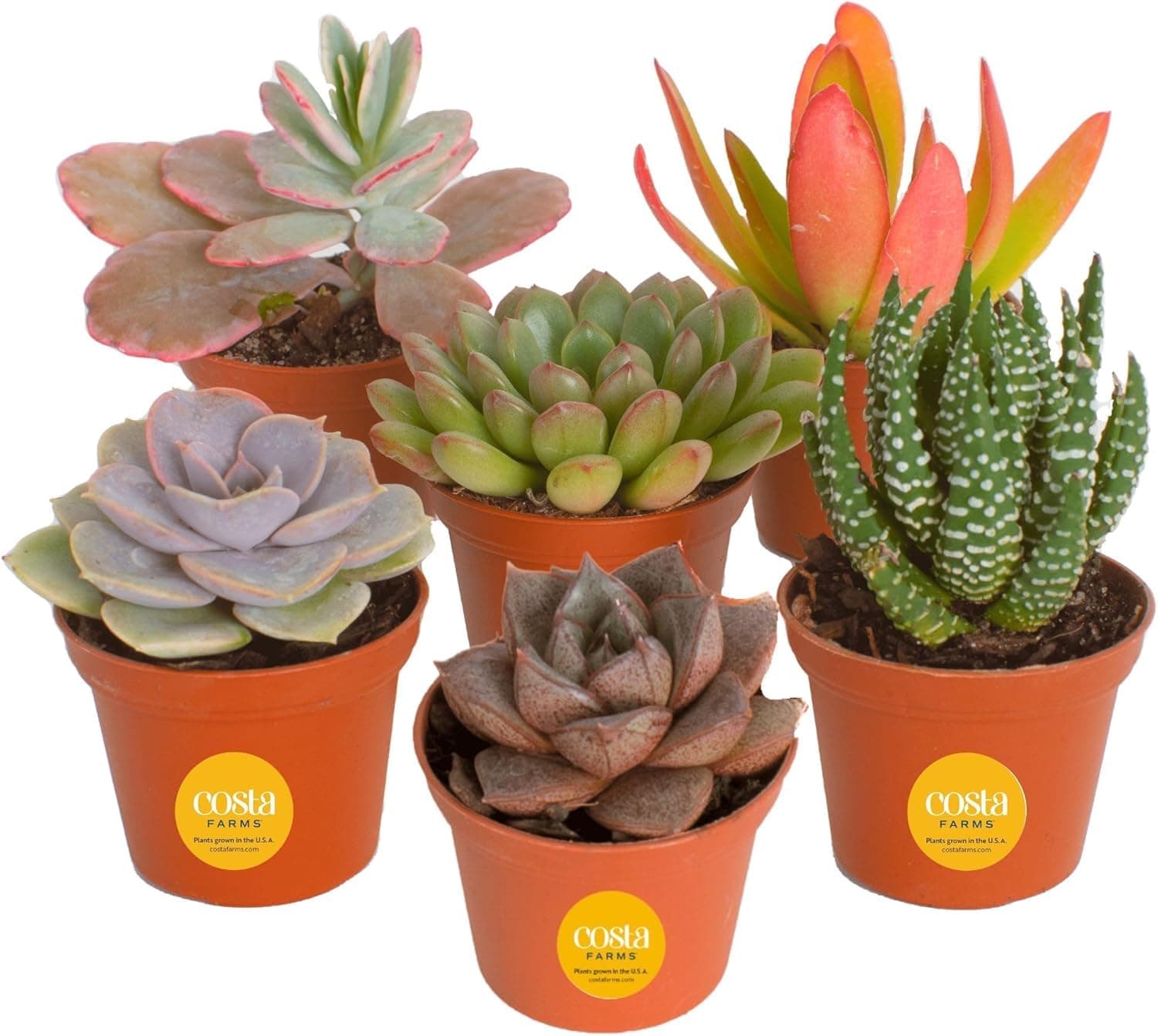 Costa Farms Mini Succulent Live Plants in Plastic Pot, Easy to Maintain Asssorted Indoor Succulents, Houseplants for Room Decor, House Warming or Birthday Gift, 2-3.5 Inches Tall, Pack of 6