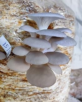 Greenwise White Oyster Mushroom Spawn - (Pack of 400 Gm), High Yield Oyster Mushroom Seeds, Edible CO2 Variety, White Micelium Spores, Grain Based Seeds For Mushroom Cultivation And Growing