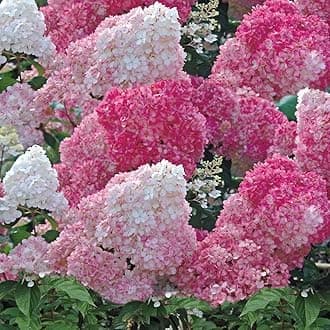 Hydrangea Vanille Fraise Garden Plant Hardy Shrub Garden Plants Easy to Grow Your Own Low Maintenance 2 x 8cm Pot by Thompson & Morgan